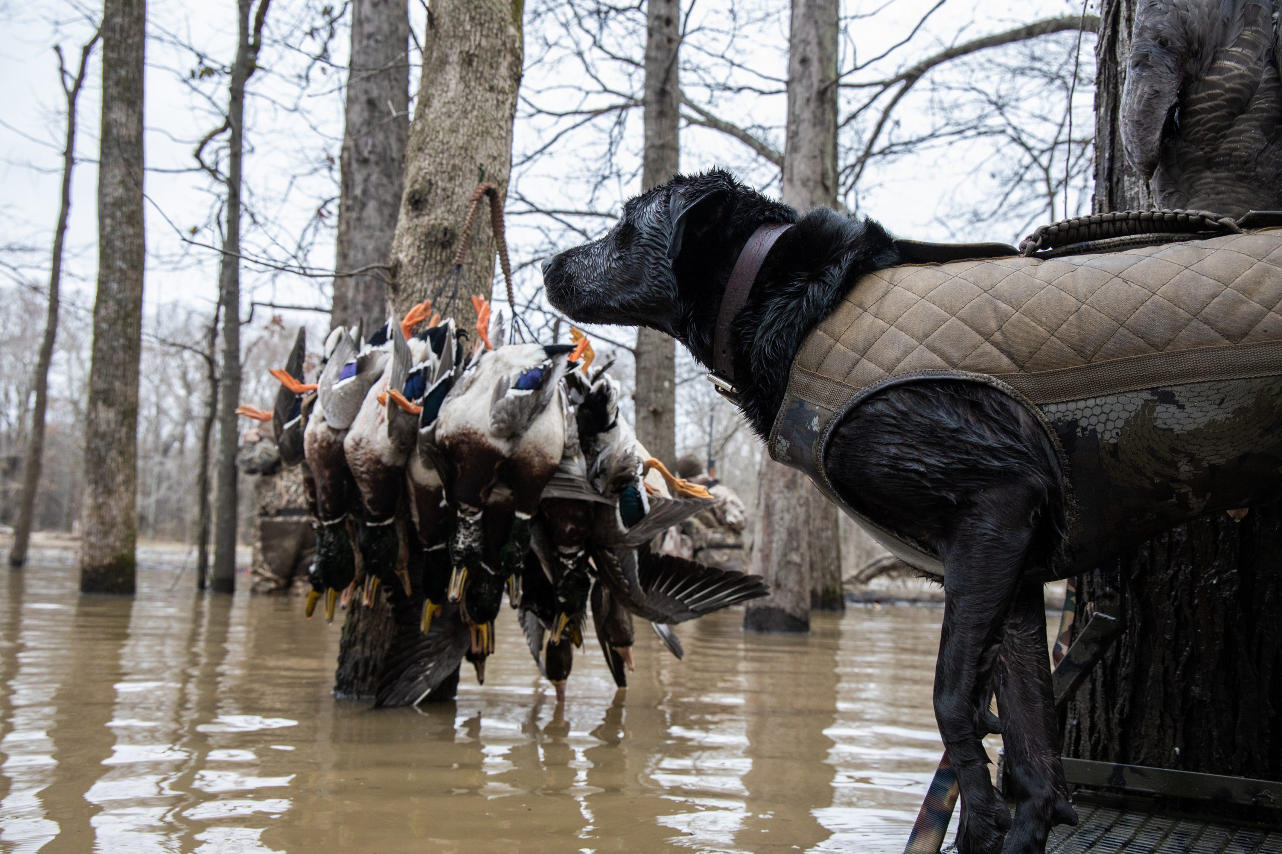 North America Duck Hunting Gage Outdoor Expeditions